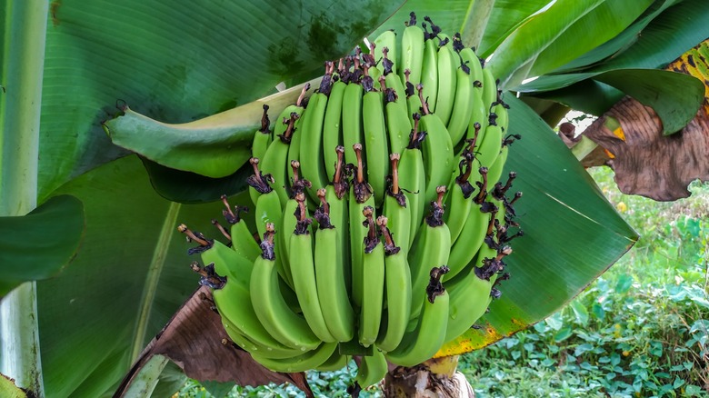 French plantains growing on tree