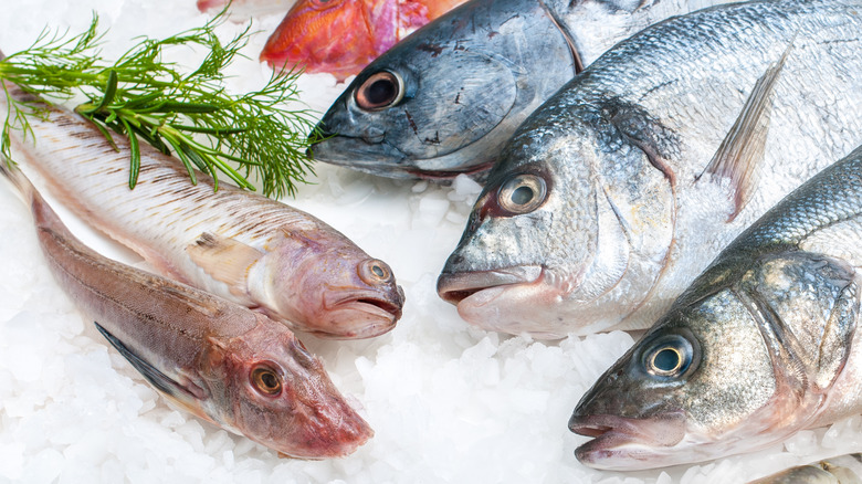 assortment of fish on ice