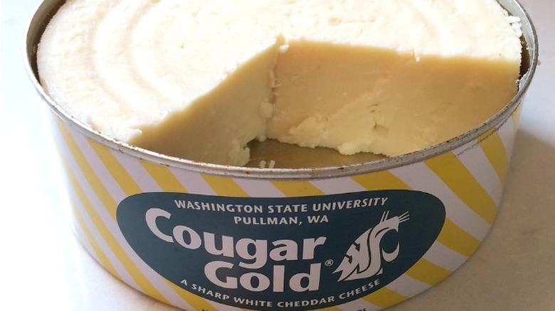 Open can Cougar Gold cheese