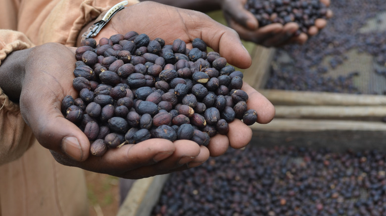 coffee beans harvested in Ethiopia