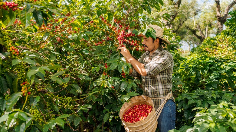 farmer harvesting coffee in Guatemala