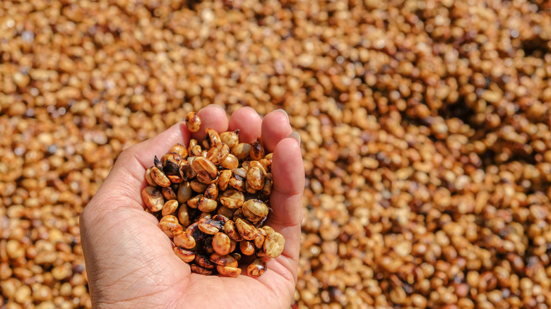 handful of honey-processed coffee beans