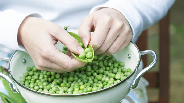 Hands shelling fresh shelling peas into a pot