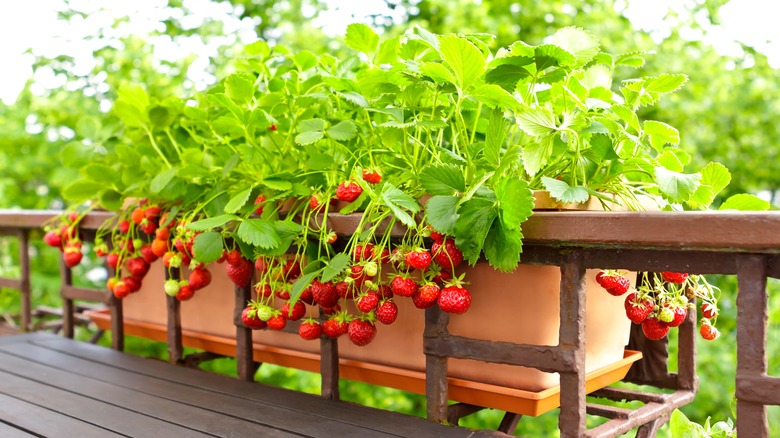 strawberries in a planter