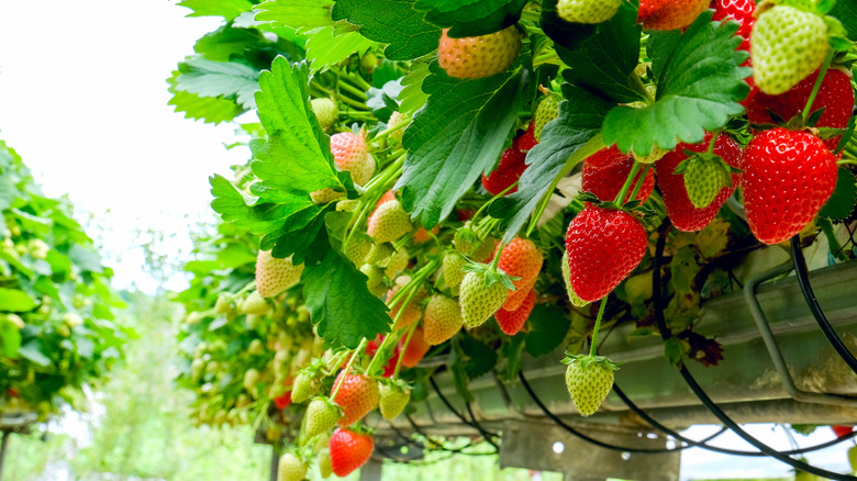 strawberries growing