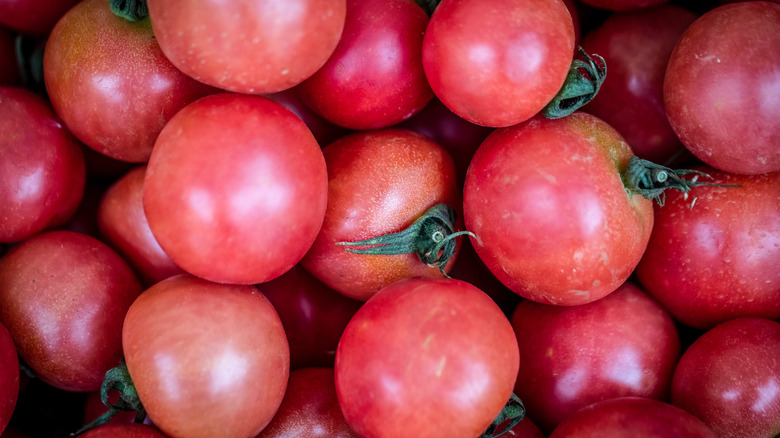 fresh tomatoes 