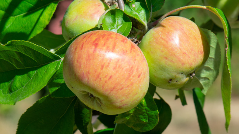 Gravenstein apples on tree