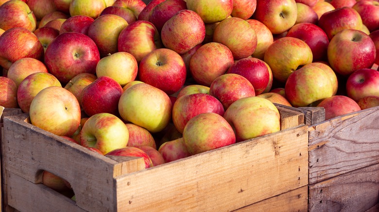 Honeycrisp apples in crates 