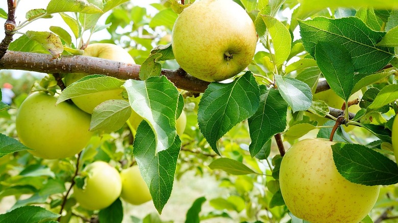 Honeygold apples in tree