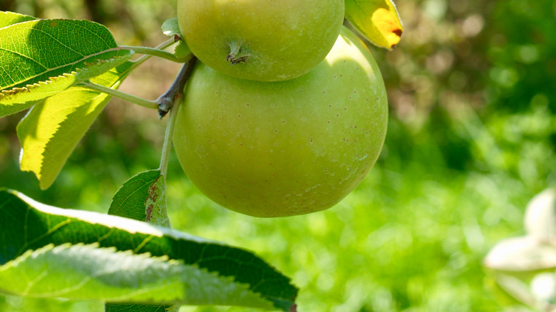 Mutsu apples on a tree