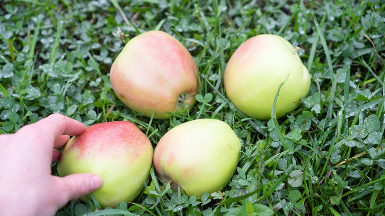 Northern Spy apples on grass