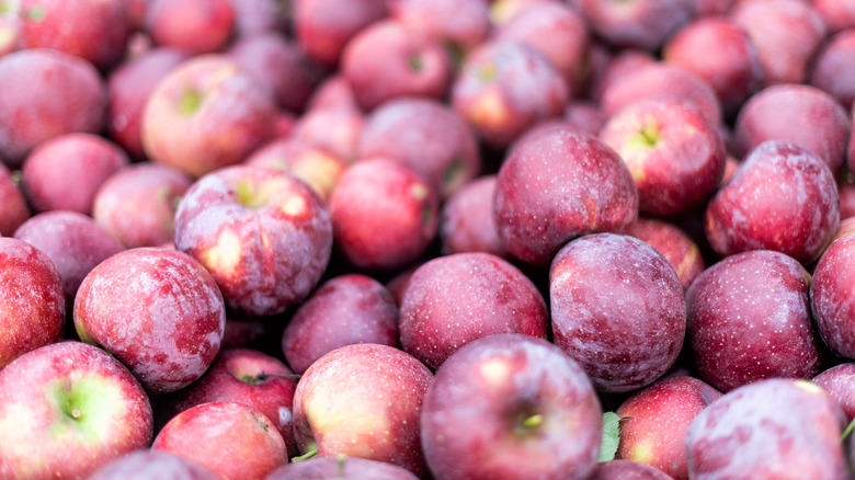 Rome apples in container