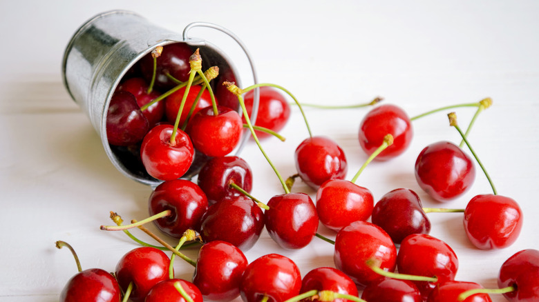 Lambert cherries in bucket