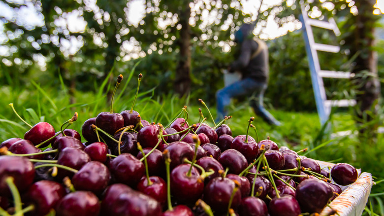 Harvesting Lapins cherries