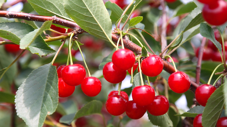 Montmorency cherries on tree