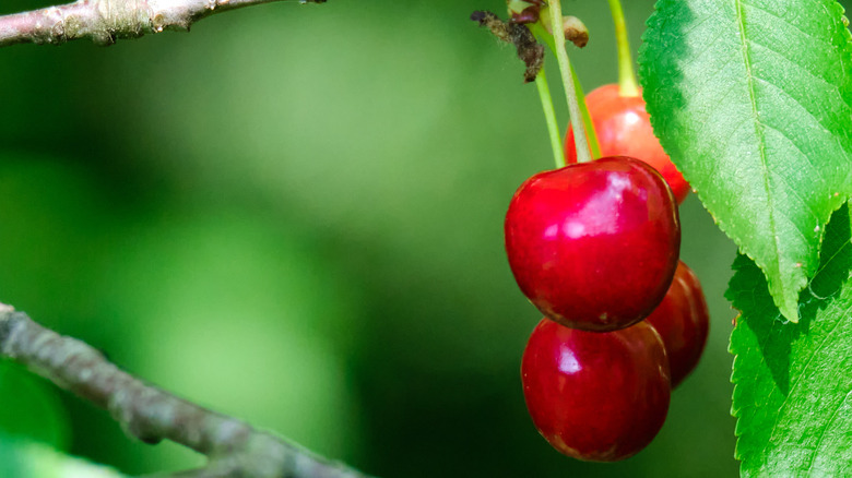 North Star cherry on tree