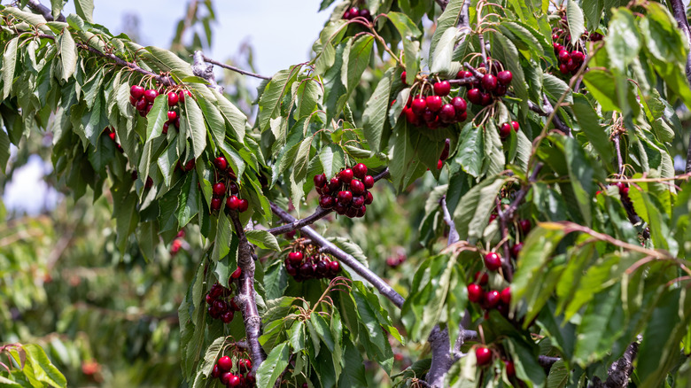 Tart cherries on tree