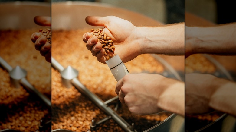 Person sampling roasted coffee beans at Onyx