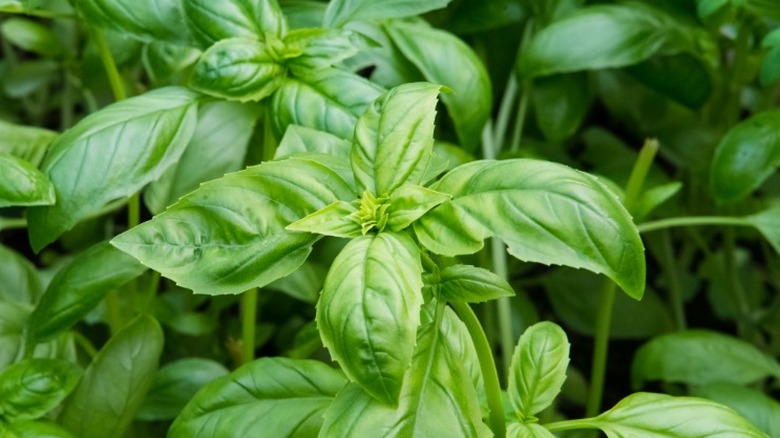 fresh basil leaves closeup