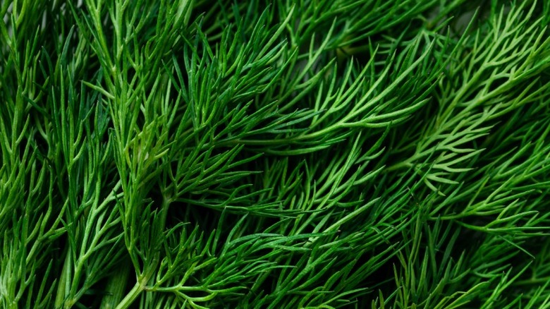 fresh dill closeup