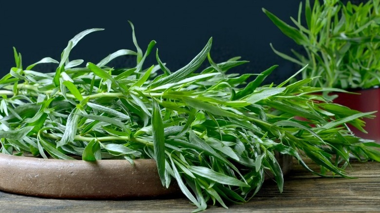 fresh green tarragon on plate