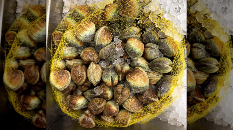 Bag of clams on ice at Lisa's Fish Market