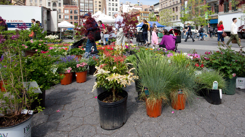 Union Square Greenmarket in NYC