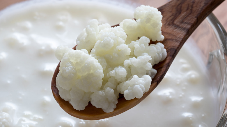 Kefir grains in a spoon over kefir milk