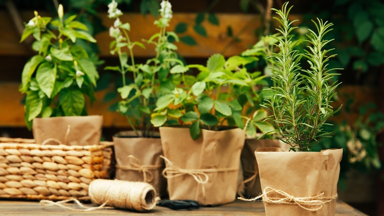 Pots of various herbs