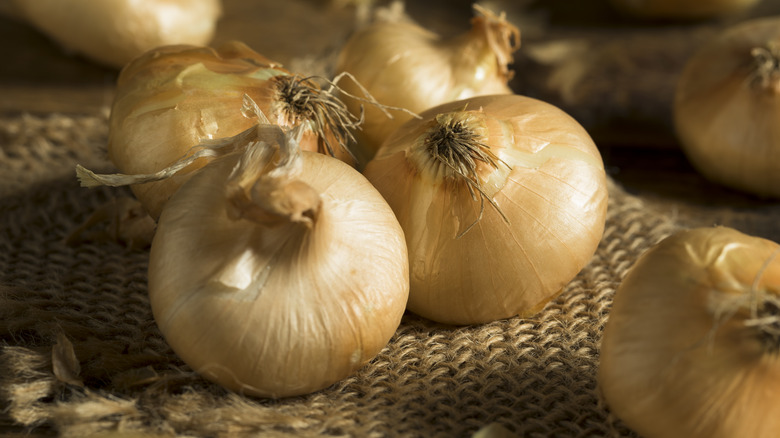 Cippolini onions yellow burlap 