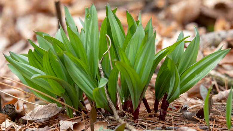 Wild ramps in ground 