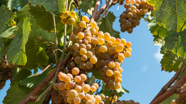 alvarinho wine grapes from Portugal