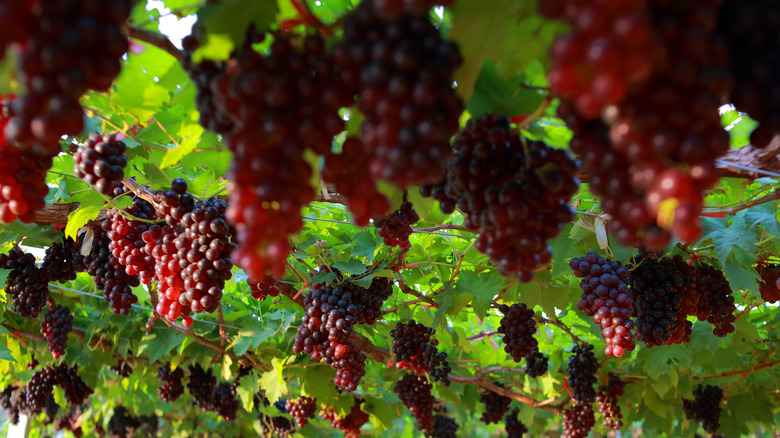 hanging grapes in vineyard