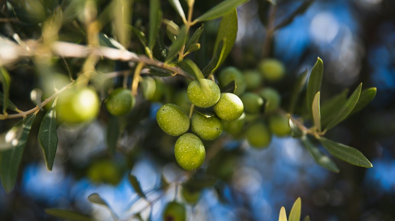 green olives on an olive tree