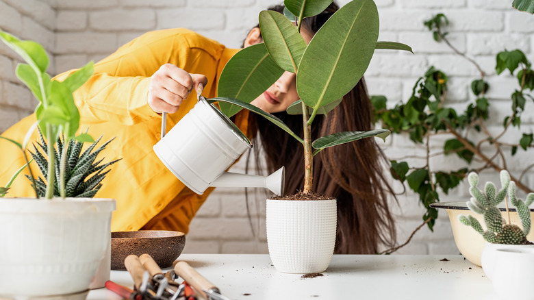 Woman watering house plants