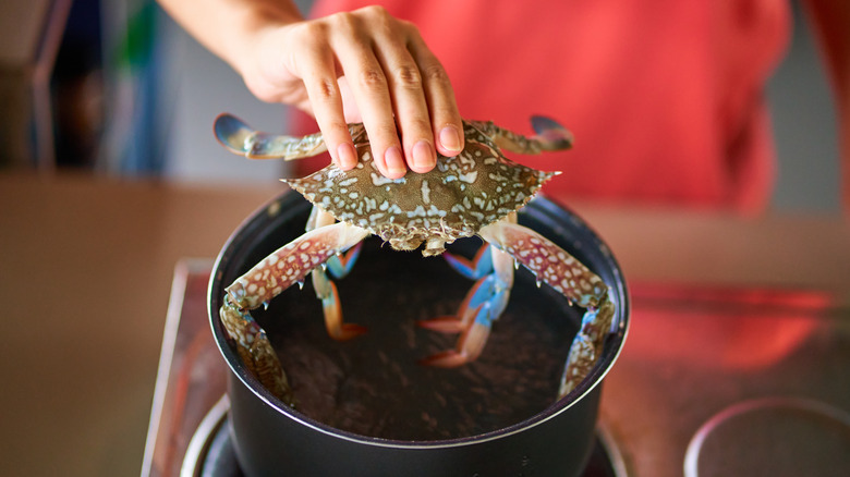 blue crab in pot