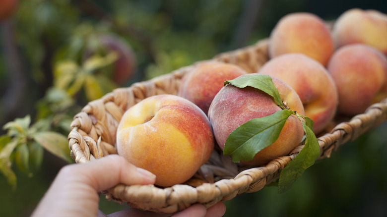 Hand holding basket of peaches