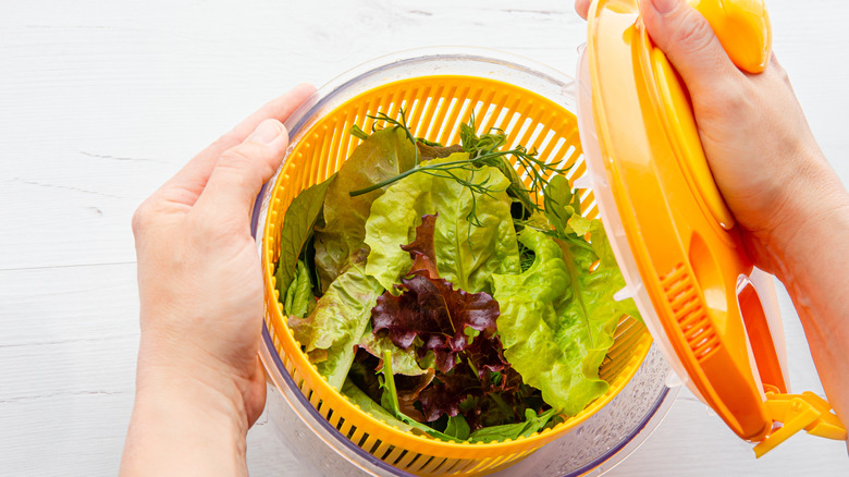 Salad leaves in salad spinner