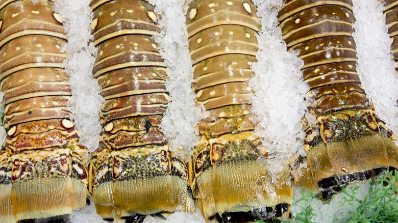 Raw lobster tails on plate