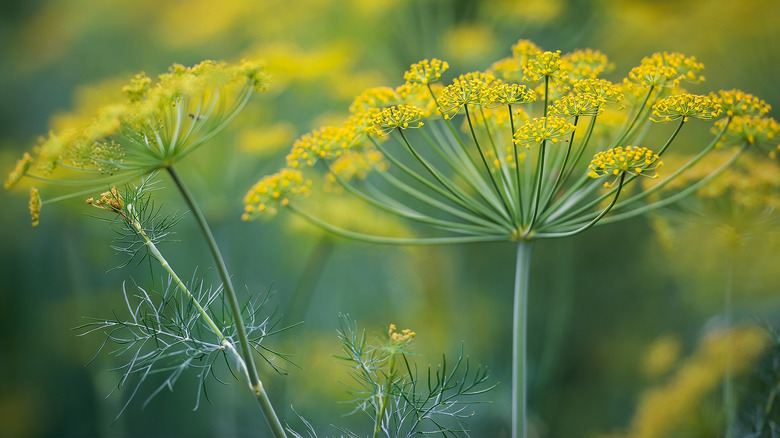 Flowering dill (Anethum graveolens) herb