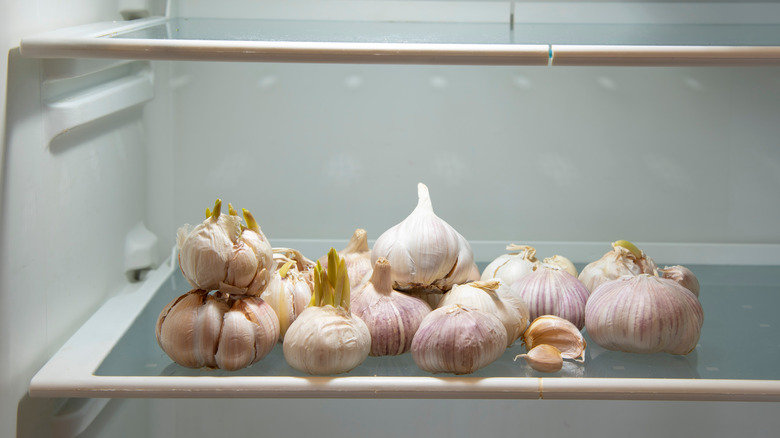 Garlic bulbs in fridge