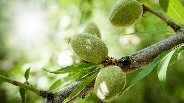 Almonds growing on a tree