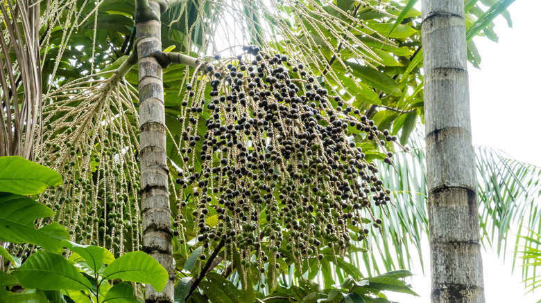 acai berries on acai palm tree 