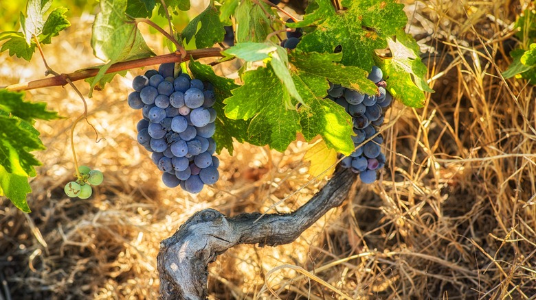 old Zinfandel vineyard in California