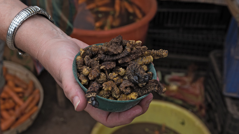 hand holding out bowl of dried mopane worms