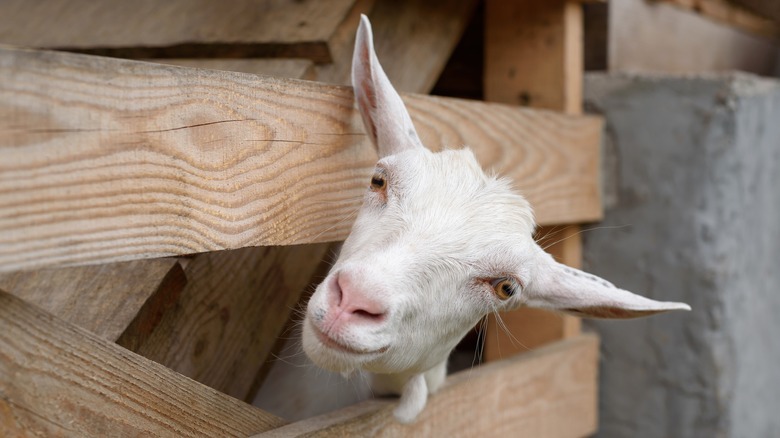 Goat inside of gate 