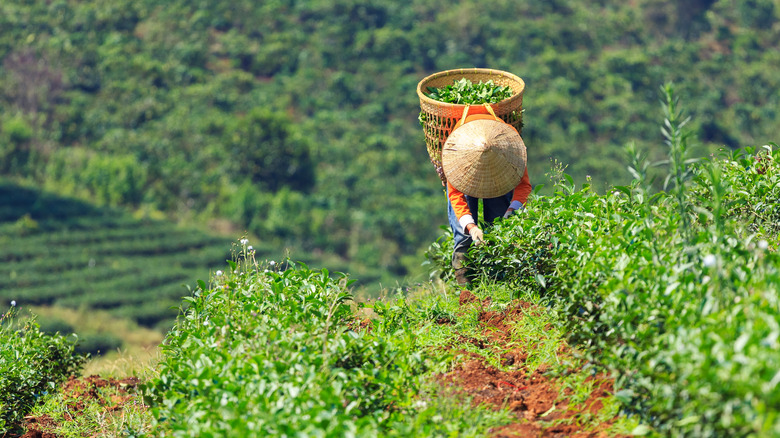 Person harvesting tea in the Lam Dong province