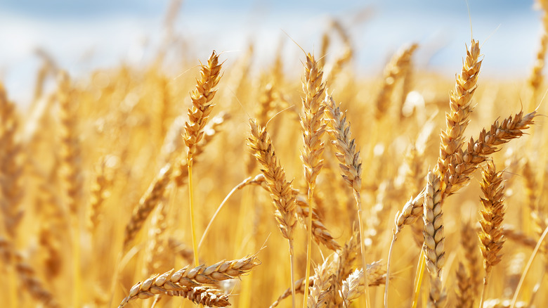 wheat field