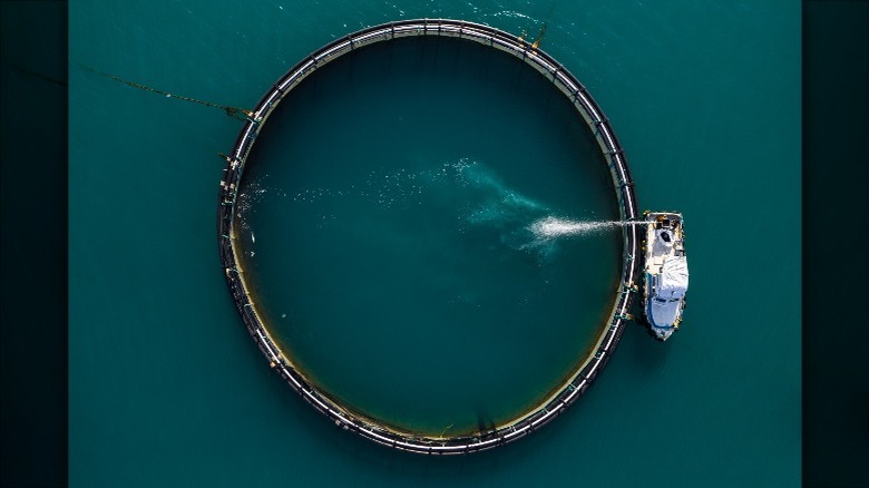 Tuna farm ring