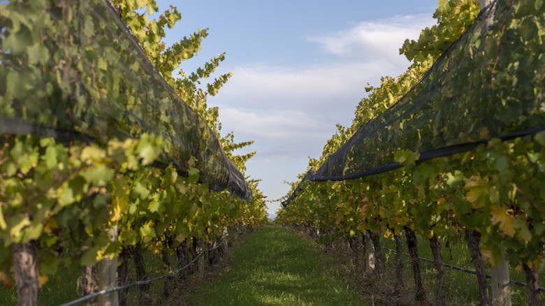 Susana Balbo Vineyard